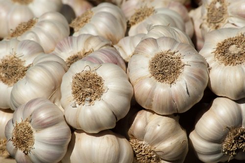 Garlic - Premium Quality Spices from Eshaa Exim