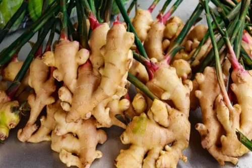 Ginger - Premium Quality Spices from Eshaa Exim