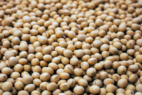 Soy Beans - Premium Quality Pulses Dal from Eshaa Exim
